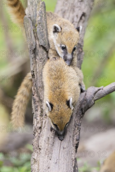 South American coati (Nasua nasua) youngsters klimbing in a tree, captive, Zoo Augsburg