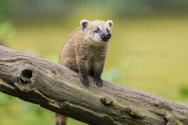 South American coati (Nasua nasua) youngster on an old tree trunk, captive, Zoo Augsburg