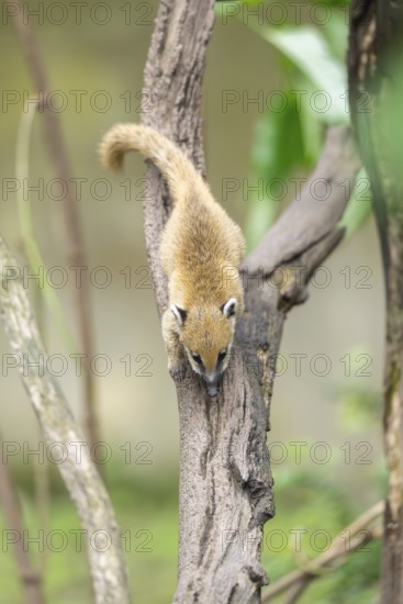 South American coati (Nasua nasua) youngster klimbing a little tree, captive, Zoo Augsburg