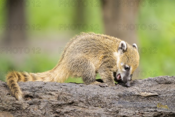 South American coati (Nasua nasua) youngster standing on the ground, captive, Zoo Augsburg