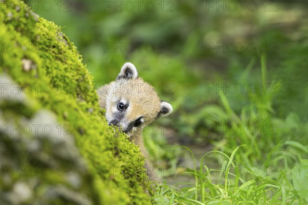 South American coati (Nasua nasua) youngster on a mossy rock, captive, Zoo Augsburg