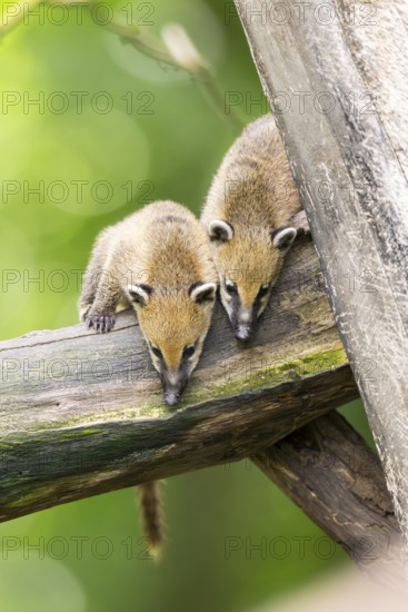South American coati (Nasua nasua) youngsters on an old tree trunk, captive, Zoo Augsburg