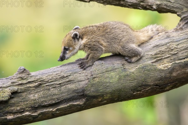 South American coati (Nasua nasua) youngster klimbing in a tree, captive, Zoo Augsburg