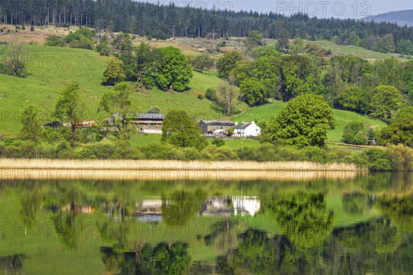 Farms over Esthwaite Water, Lake District National Park, Cumbria, England, United Kingdom