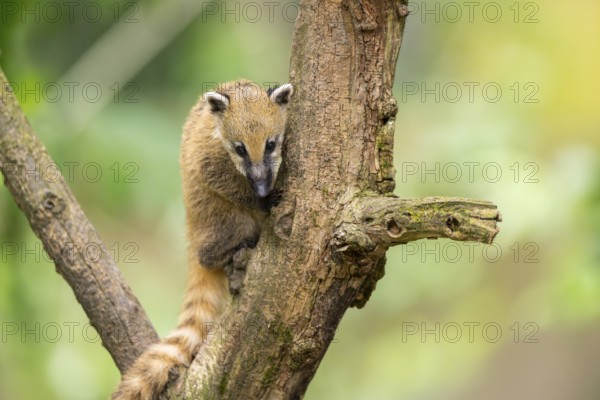 South American coati (Nasua nasua) youngster klimbing a little tree, captive, Zoo Augsburg