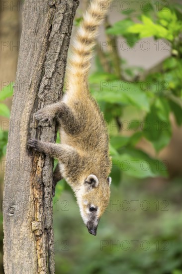 South American coati (Nasua nasua) youngster klimbing a little tree, captive, Zoo Augsburg