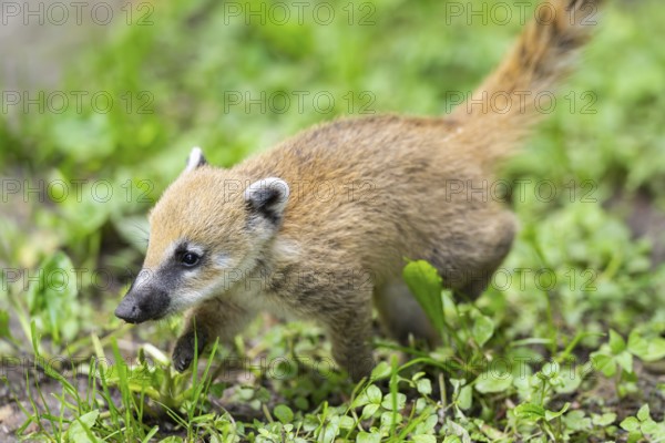 South American coati (Nasua nasua) youngster walking on the ground, captive, Zoo Augsburg