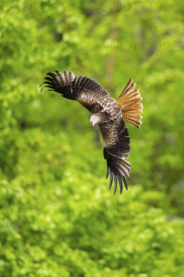 Red kite (Milvus milvus) flying in a forest in early summer, Bavaria, Germany