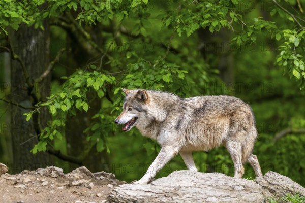 Eastern wolves (Canis lupus lycaon) walking on a little hill, Bavaria, Germany