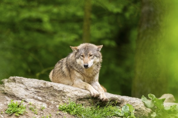 Eastern wolf (Canis lupus lycaon) lying on a little hill, Bavaria, Germany