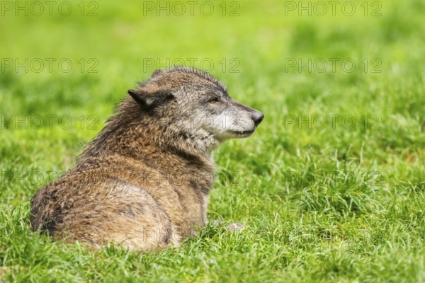 Eastern wolf (Canis lupus lycaon) lying on a meadow, Bavaria, Germany