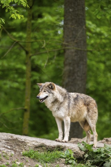 Eastern wolf (Canis lupus lycaon) standing on a little hill, Bavaria, Germany