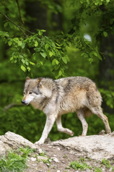 Eastern wolf (Canis lupus lycaon) running on a little hill, Bavaria, Germany