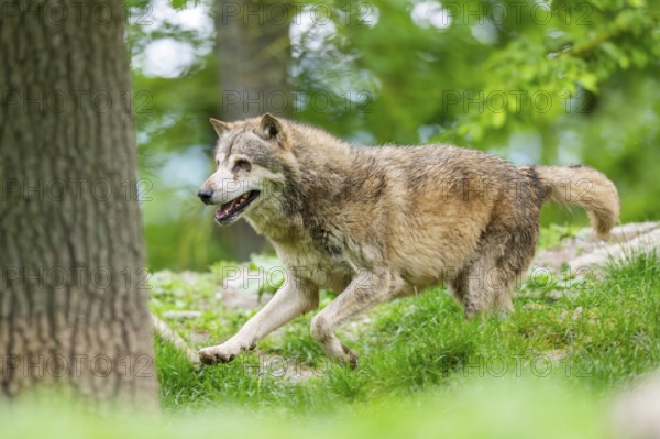 Eastern wolf (Canis lupus lycaon) running, Bavaria, Germany