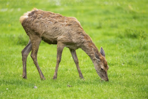 Red deer (Cervus elaphus) hind standing on a meadow, Bavaria, Germany