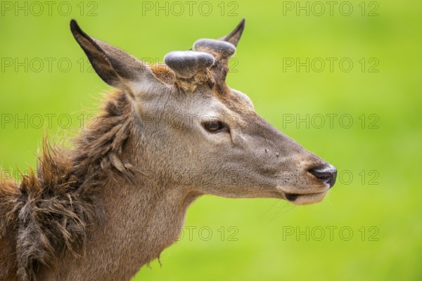 Red deer (Cervus elaphus) stag, portrait, Bavaria, Germany