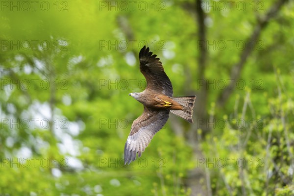 Black kite (Milvus migrans) flying in a forest in early summer, Bavaria, Germany