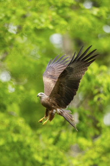 Black kite (Milvus migrans) flying in a forest in early summer, Bavaria, Germany
