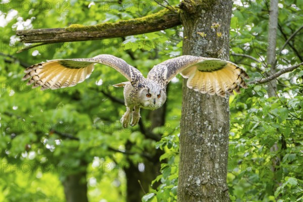 Western Siberian eagle-owl (Bubo bubo sibiricus) flying from a tree, Bavaria, Germany