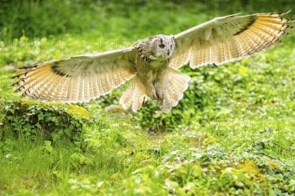 Western Siberian eagle-owl (Bubo bubo sibiricus) flying over a clearing in the forest, Bavaria, Germany