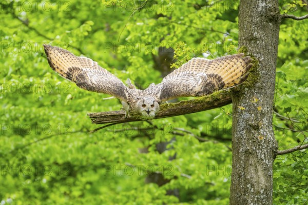 Western Siberian eagle-owl (Bubo bubo sibiricus) flying from a tree, captive, Bavaria, Germany