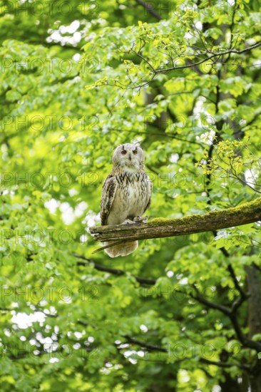 Western Siberian eagle-owl (Bubo bubo sibiricus) sitting on a tree, Bavaria, Germany