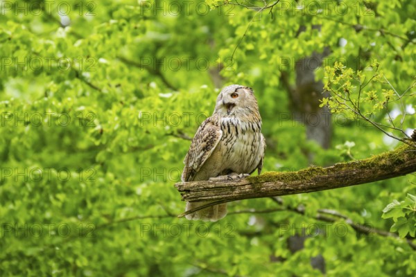 Western Siberian eagle-owl (Bubo bubo sibiricus) sitting on a tree, captive, Bavaria, Germany