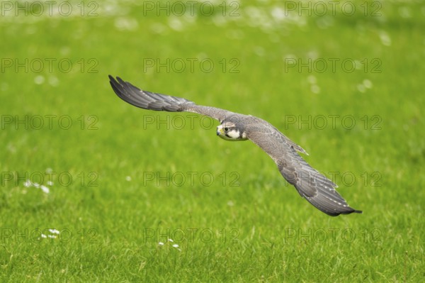 Peregrine falcon (Falco peregrinus) flying over a meadow, Bavaria, Germany