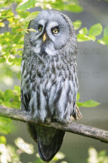 Ural owl (Strix uralensis) sitting on a branch, captive, Zoo Augsburg, Germany