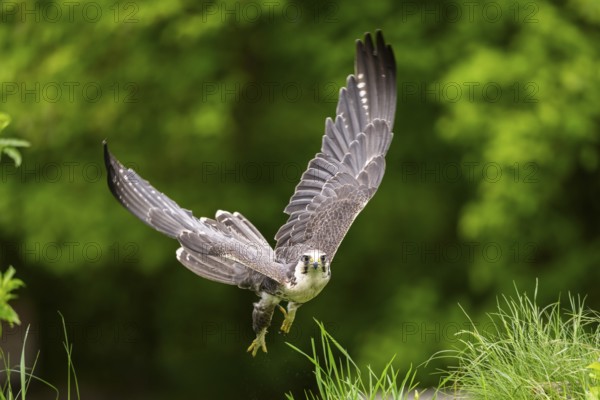 Peregrine falcon (Falco peregrinus) flying, Bavaria, Germany
