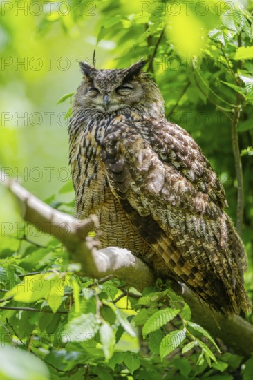 Eurasian eagle-owl (Bubo bubo) sitting on a branch, captive, Bavaria, Germany