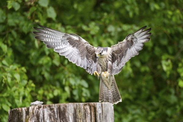 Peregrine falcon (Falco peregrinus) landing on a tree trunk, Bavaria, Germany