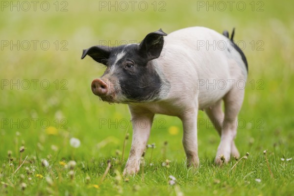 Swabian-Hall swine (Schwäbisch-Hällisches Landschwein) running over a meadow, Germany