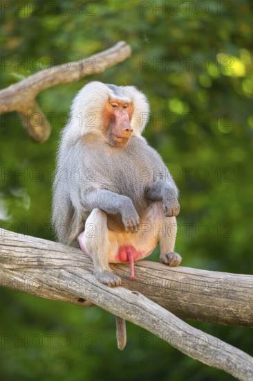 Hamadryas baboon (Papio hamadryas) male sitting, captive, Zoo Augsburg, Germany