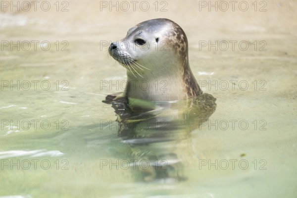 Seal (Phoca vitulina) swimming in the water, captive, Zoo Augsburg, Germany