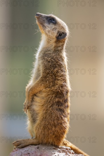 Meerkat (Suricata suricatta) standing on an old tree trunk, captive, Zoo Augsburg, Bavaria, Germany