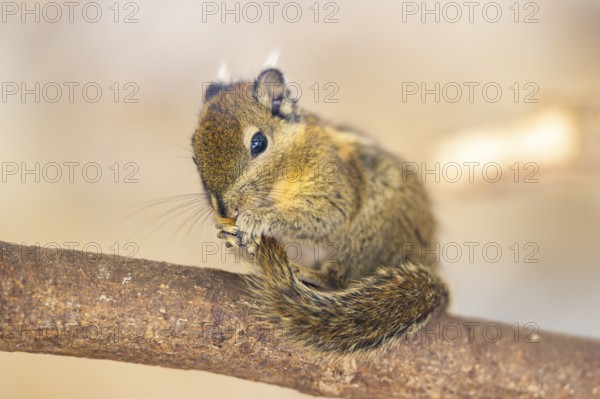 Eastern chipmunk (Tamias striatus), captive, Zoo Augsburg, Germany