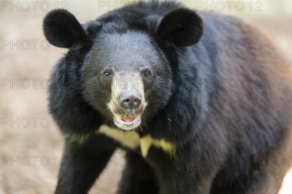 American black bear (Ursus americanus), portrait, captive, Zoo Augsburg, Bavaria, Germany