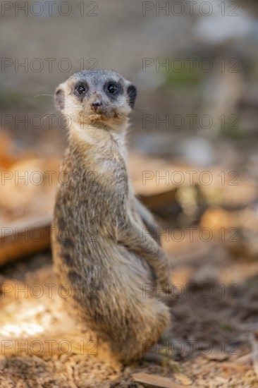 Meerkat (Suricata suricatta) standing in the sand, captive, Zoo Augsburg, Bavaria, Germany