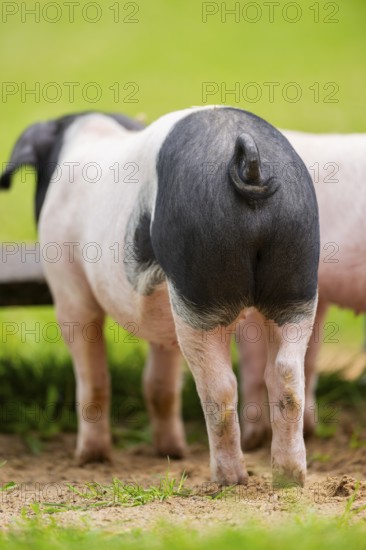 Swabian-Hall swine (Schwäbisch-Hällisches Landschwein) from the back, ham, Germany