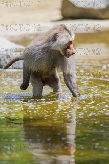 Hamadryas baboon (Papio hamadryas) male walking through the water, captive, Zoo Augsburg, Germany