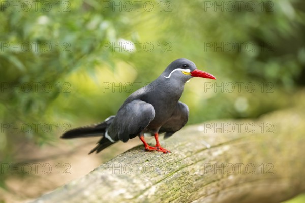 Inca tern (Larosterna inca) sitting on an old wood, captive, Zoo Augsburg, Germany