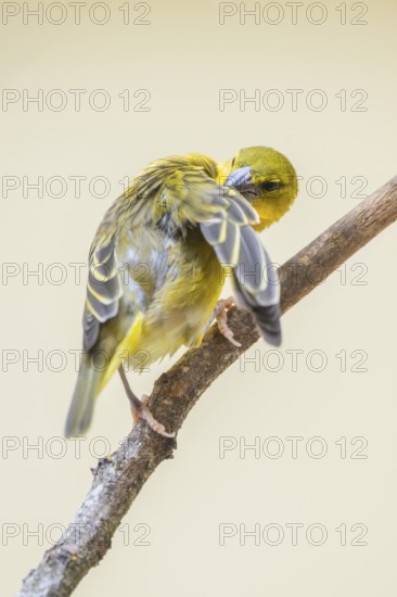 Village weaver (Ploceus cucullatus) sitting on a branch, captive, Zoo Augsburg, Germany
