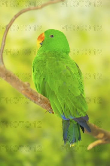 Papuan eclectus (Eclectus polychloros) sitting on a branch, captive, captive, Zoo Augsburg, Germany