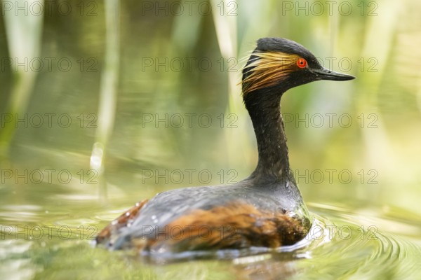 Black-necked grebe or eared grebe (Podiceps nigricollis) swimming in the water, captive, Zoo Augsburg, Germany