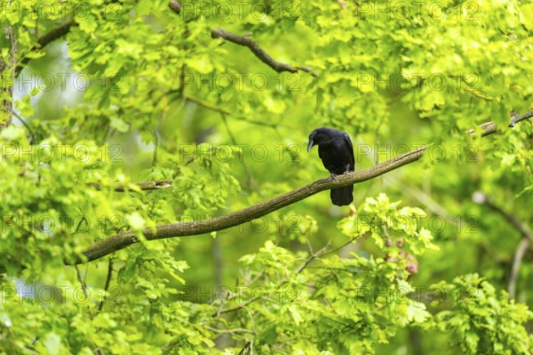 Carrion crow (Corvus corone) sitting on a branch in a forest, Bavaria, Germany