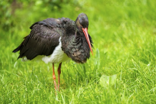 Black stork (Ciconia nigra) walking on a meadow, Bavaria, Germany