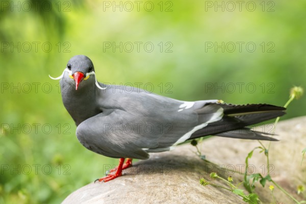Inca tern (Larosterna inca) sitting on a rock, captive, Zoo Augsburg, Germany