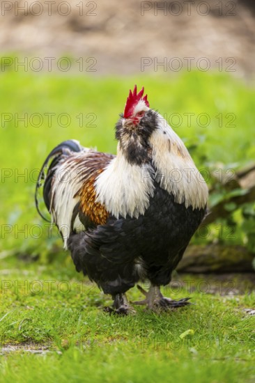 Chicken (Gallus gallus domesticus) rooster standing on a meadow, Bavaria, Germany