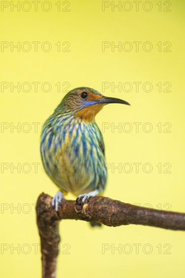 Ruby-topaz hummingbird (Chrysolampis mosquitus) youngster sitting on a branch, captive, Zoo Augsburg, Germany